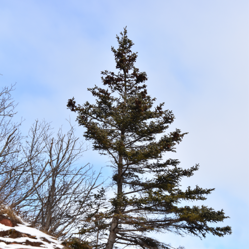 A tree grows where?