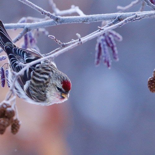 Redpoll