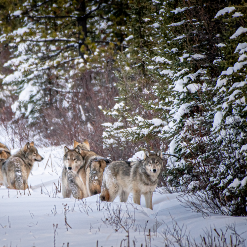 The Whole Pack