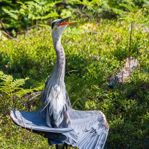Sunbathing Heron