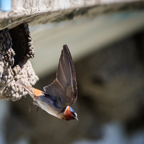 Departing now: Cliff swallow
