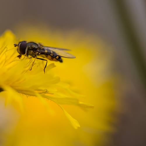 Hoverfly feeding