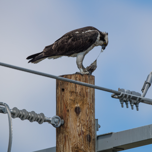 Osprey feeding