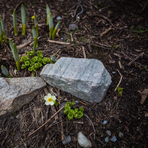 Spring flower in a mountain rock garden