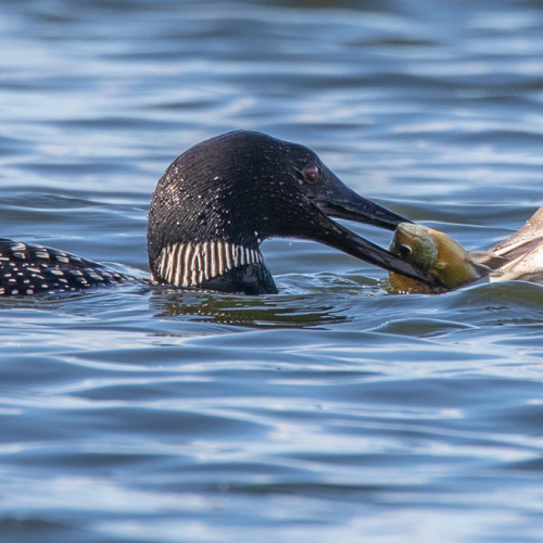 Loon Breakfast