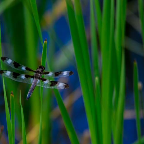 Twelve Spotted Skimmer