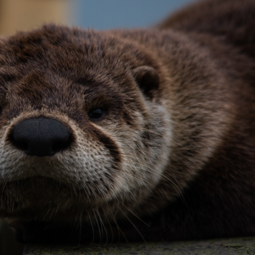 Face to Face With a Sleeping Otter
