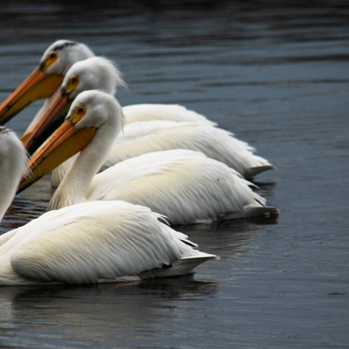 Four Pelicans on the hunt. 