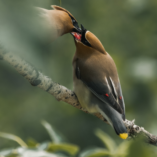 Waxwings