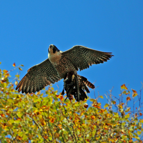 Peregrine Prey