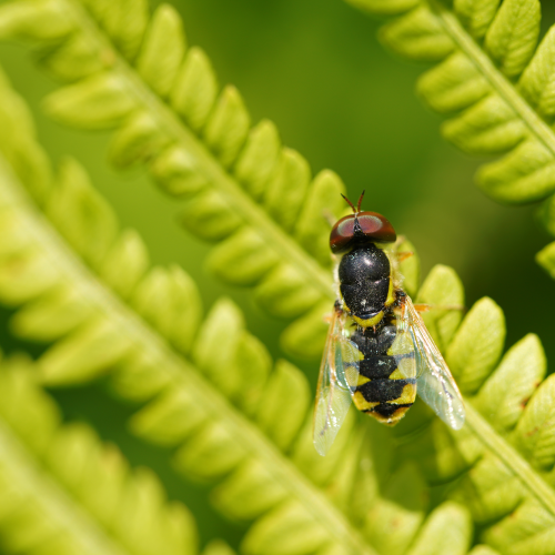 On fern
