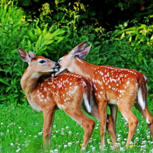 Fawned of one another