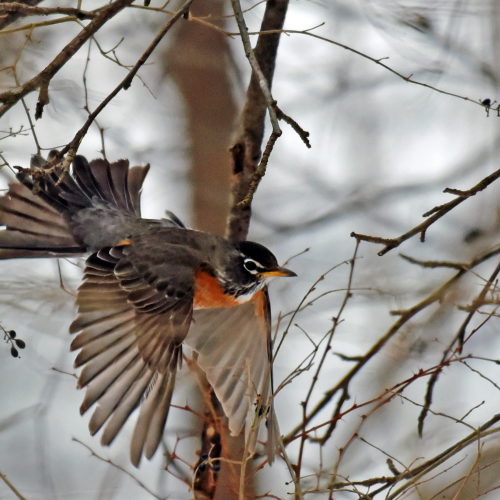 Just winging it!