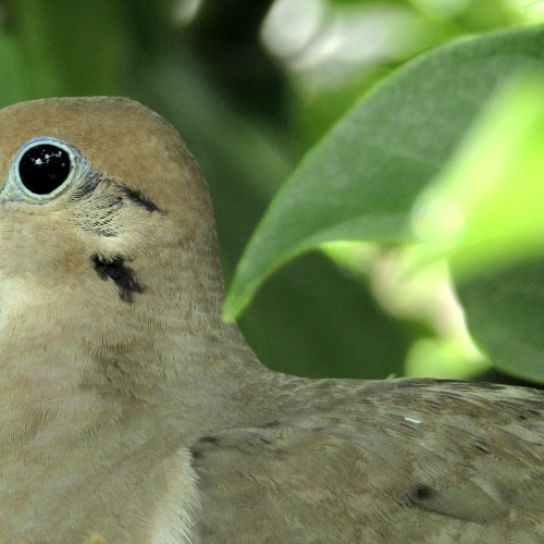 Mourning Dove