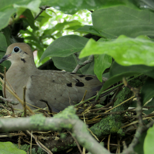 Mourning Dove