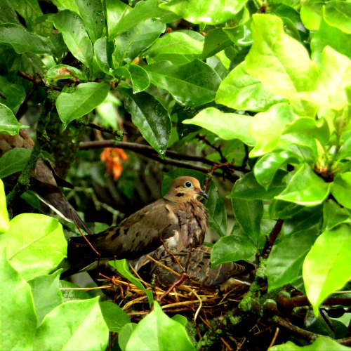 Mourning Dove nest