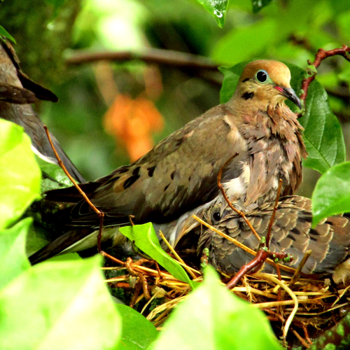 Mourning Dove nest