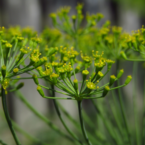 Dill flowers