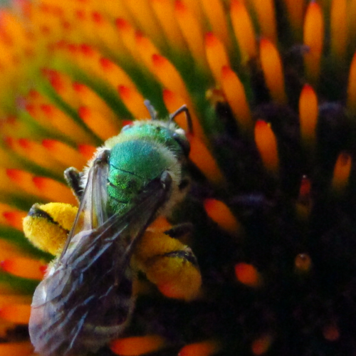 Bee