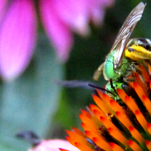 Bee