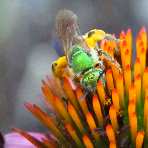Bee