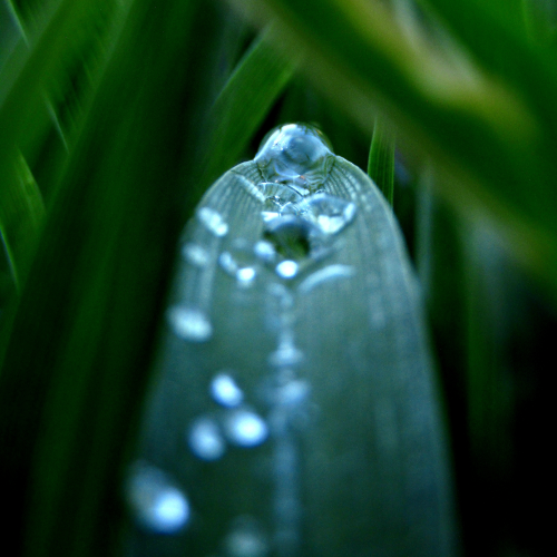 Rain drops