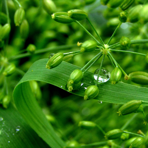 Rain drops