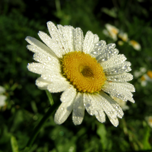 Common Daisy