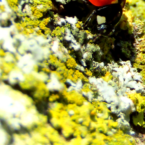 Lady Bug