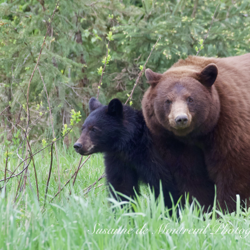 Black Bear mom with cubs