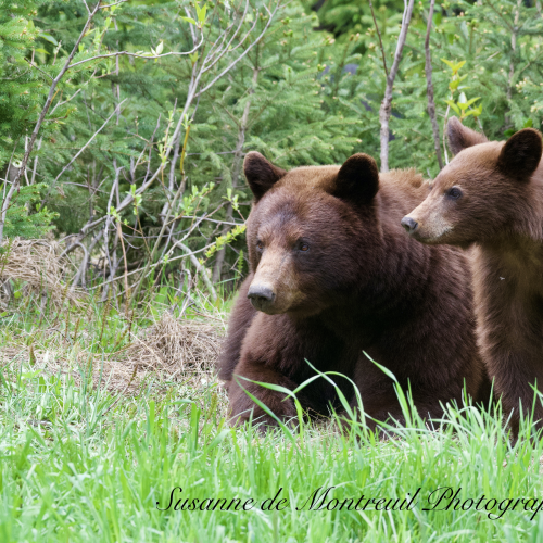 Black Bear mom with cubs