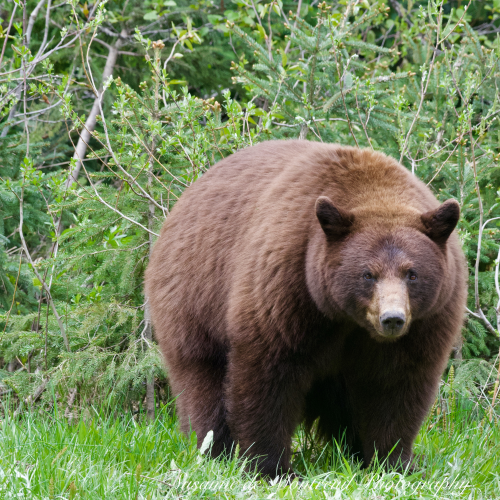 Black Bear mom with cubs