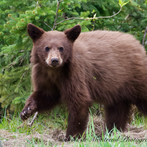 Black Bear mom with cubs