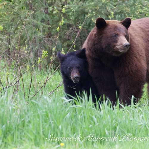 Black Bear mom with cubs