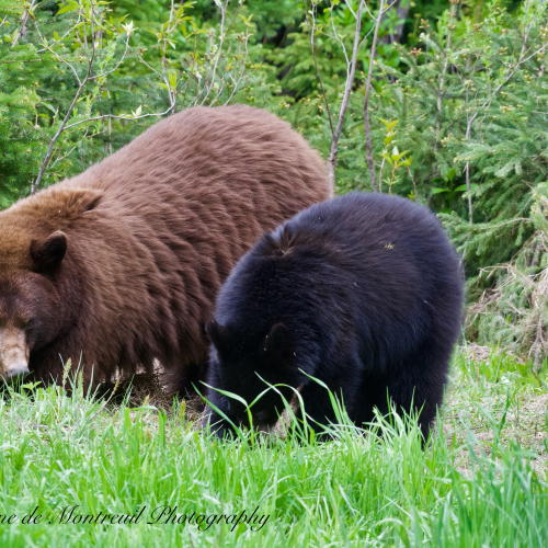 Black Bear mom with cubs