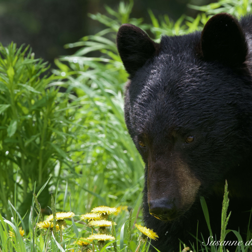 Black Bear mom with cubs