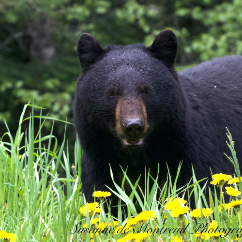 Black Bear mom with cubs