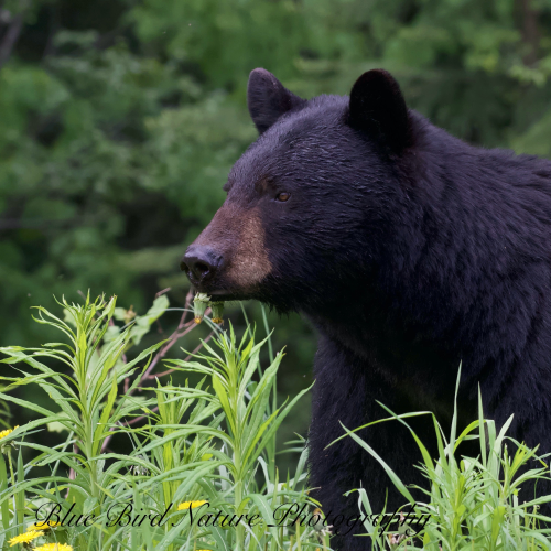 Black Bear mom with cubs