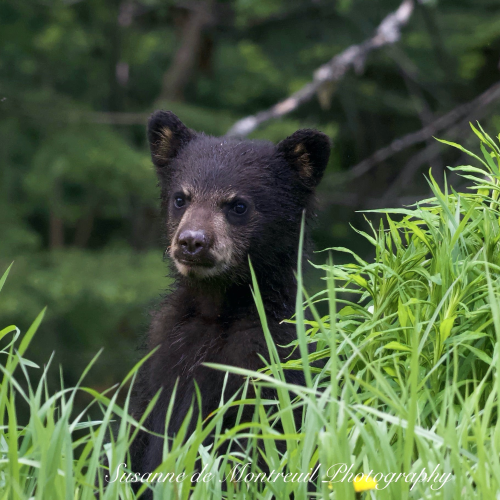 Black Bear mom with cubs