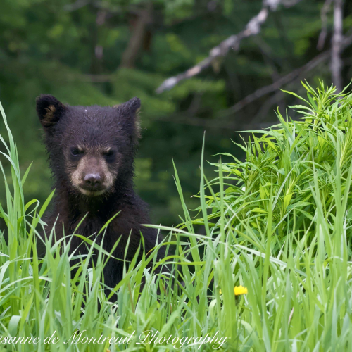 Black Bear mom with cubs
