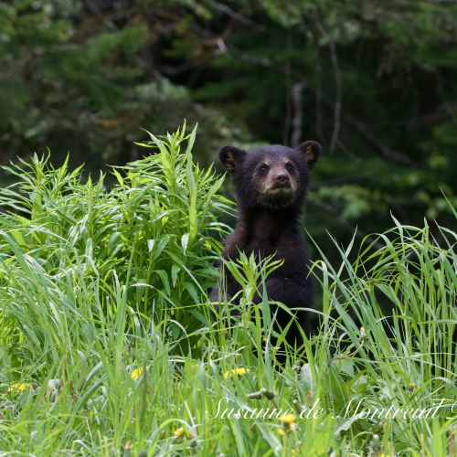 Black Bear mom with cubs