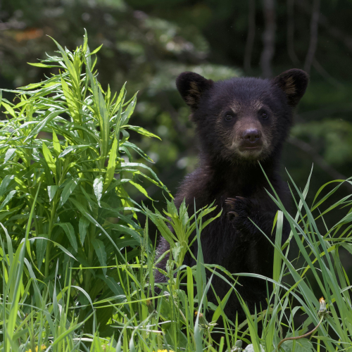 Black Bear mom with cubs
