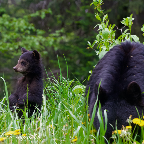 Black Bear mom with cubs