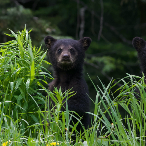 Black Bear mom with cubs