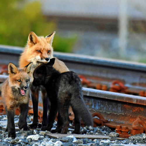 Railroad Foxes