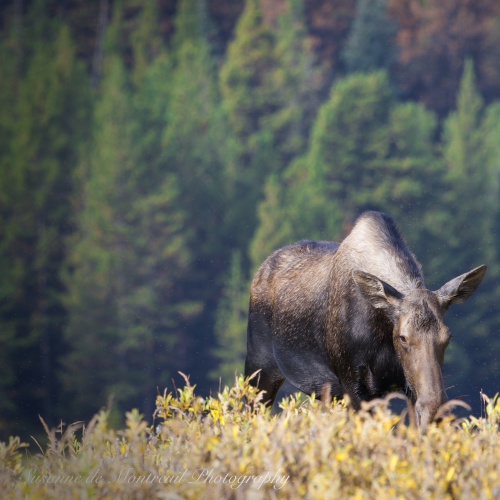Momma Moose and youngster