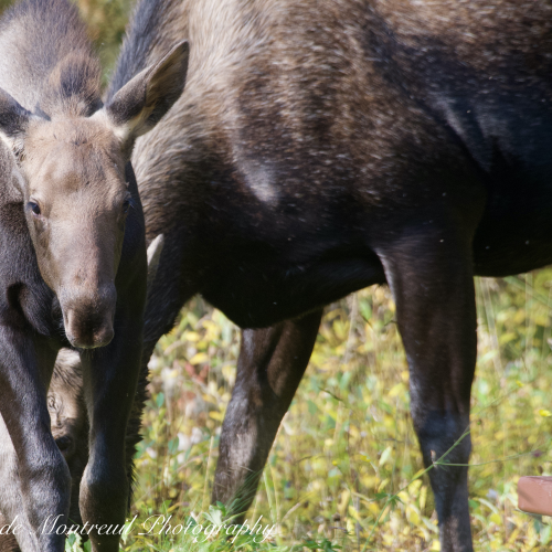 Momma Moose and youngster
