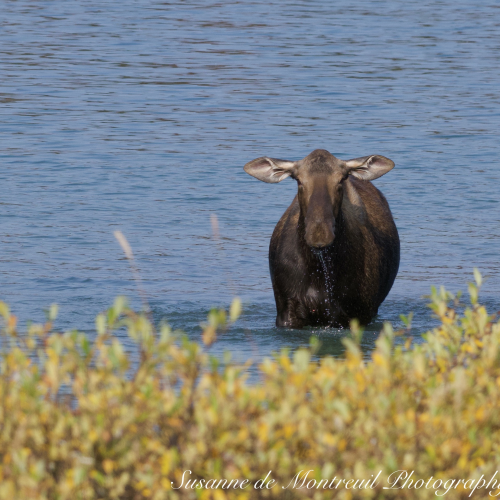 Momma Moose and youngster