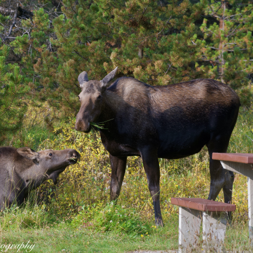 Momma Moose and youngster