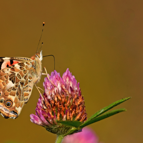 Painted Lady